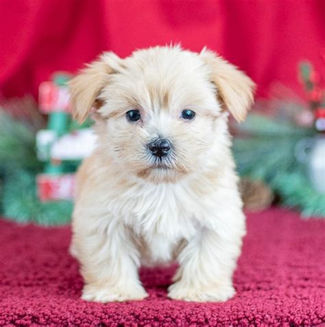 Cavapoo golden <strong>puppies</strong> – fully health checked parents – born and raised in our busy family home. . Michigan puppies for sale